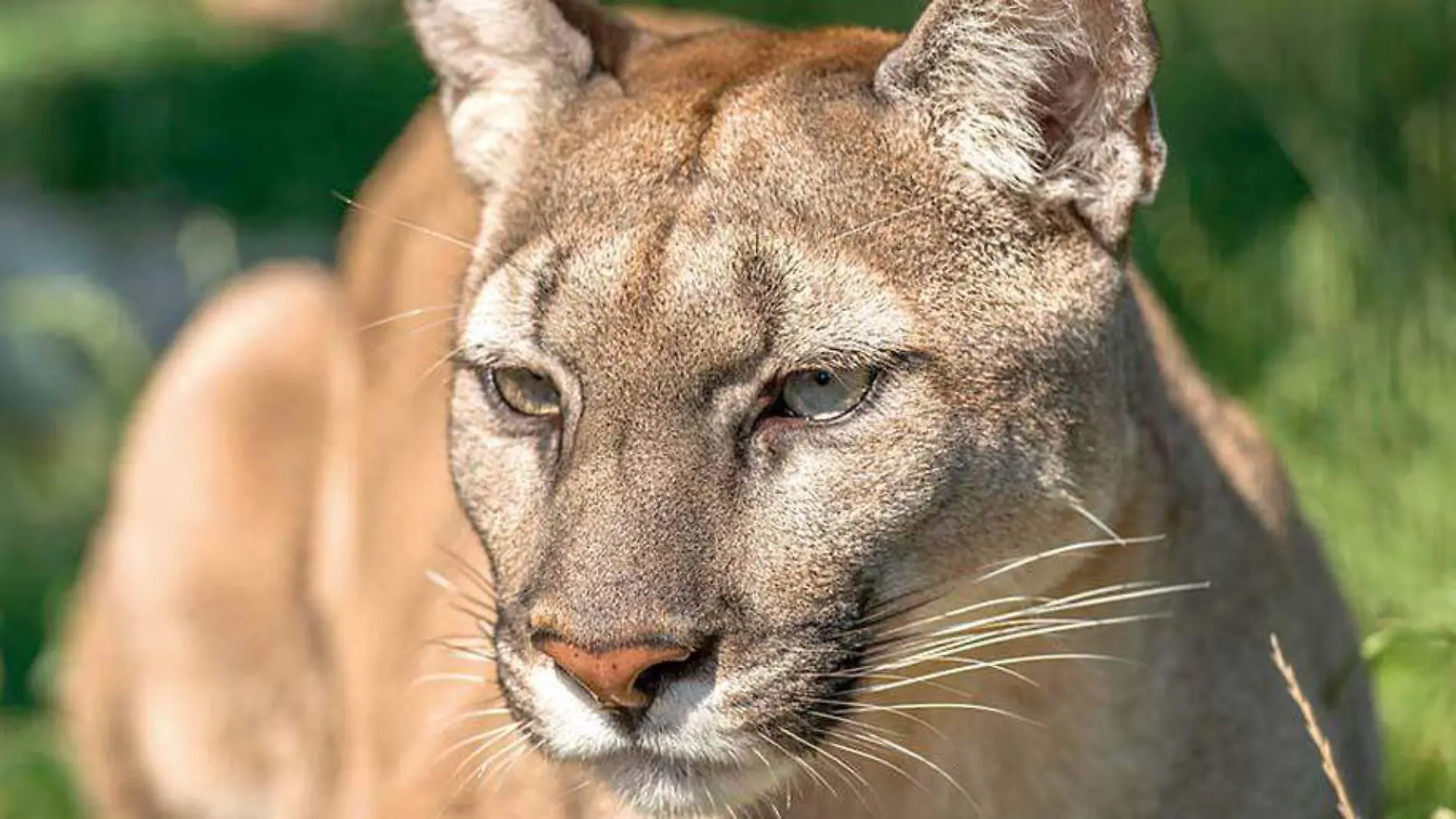 Puma concolor